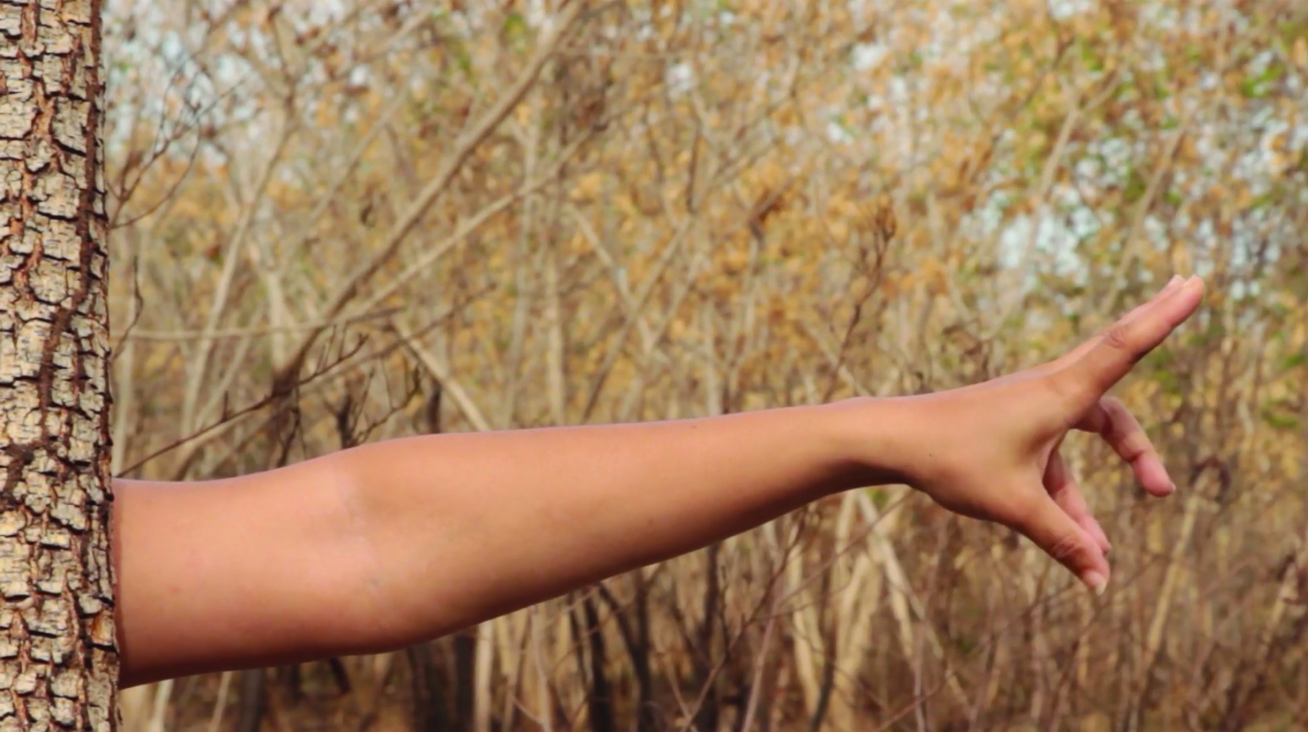 Image is a still from the film RESET by Alberta Whittle. It is of a brown arm reaching out behind a tree trunk with a field of wheat in the background.